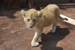 FOTOS: Nacen dos leonas en Africam Safari de Puebla