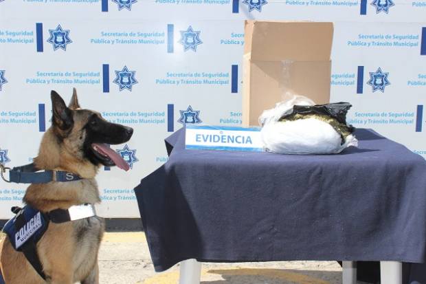 Canino de la Unidad K-9 detectó un kilo de marihuana en la CAPU