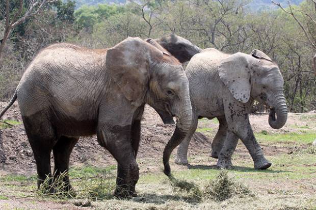 Africam Safari produce biogás con heces de elefantes en Puebla