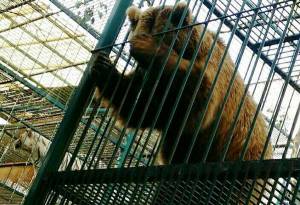FOTOS: Denuncian hacinamiento y maltrato en zoológico de Tehuacán