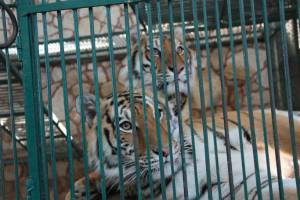 Profepa incauta 101 animales a zoológico de Tehuacán; el dueño, diputado panista