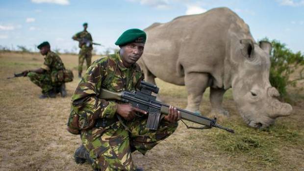 Soldados resguardan las 24 horas único rinoceronte blanco macho en el mundo