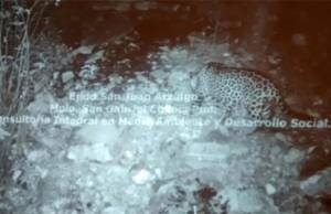 Grandes felinos como el jaguar aún deambulan por Puebla, confirma Conafor