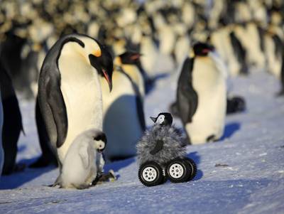 Pingüino cam, un peculiar espía en la Antártida