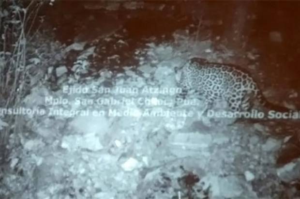 Africam Safari busca consolidar reservas para el jaguar en Puebla