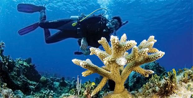 Los jardineros de coral de Quintana Roo
