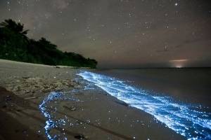 Las olas bioluminiscentes de Chacahua