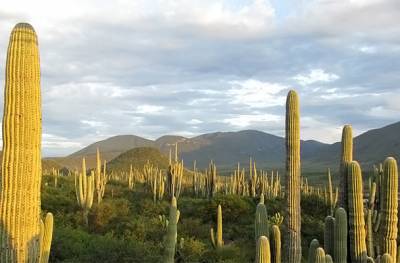 Reserva de la Biosfera, joya que comparten Puebla y Oaxaca