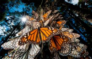 Santuarios de la Mariposa Monarca en el Estado de México