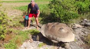VIDEO: Tortuga confronta a fotógrafo por interrumpir apareamiento