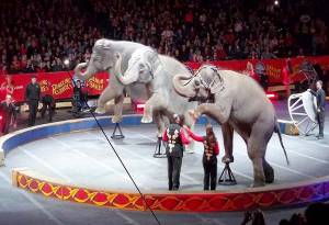 Aplazan 100 días prohibición de animales en circos