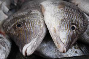 Precio de pescados y mariscos alcanza 50 pesos por kilo