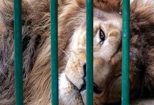 Cirqueros amagan con sacrificar a más de 4 mil animales