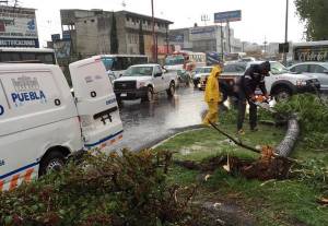 Cae árbol en bulevar Carmen Serdán por intensa lluvia del sábado