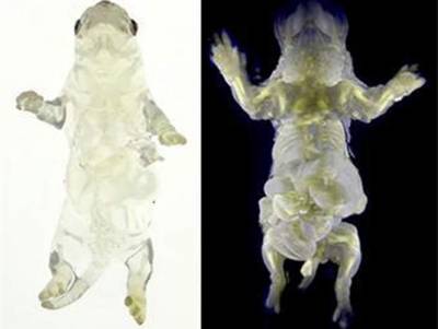 Científicos japoneses crearon ratones transparentes