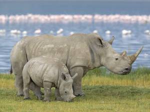 Alerta de extinción: Sólo quedan 4 rinocerontes blancos en el mundo