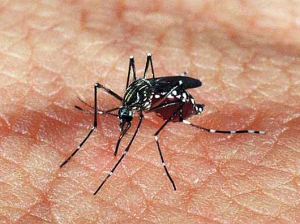 Reportan chikungunya en la mitad de entidades del país, incluido Puebla