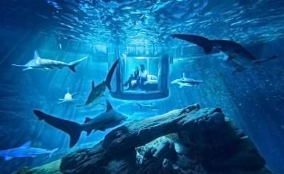 Dormir entre tiburones, es posible gracias al acuario de París
