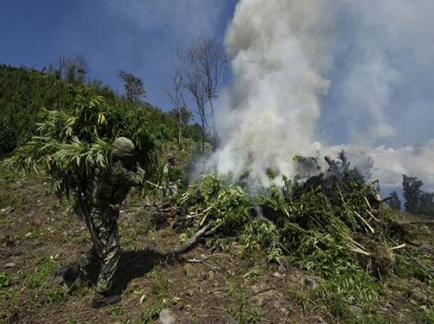 En Puebla 7 hectáreas de mariguana erradicadas en 5 años