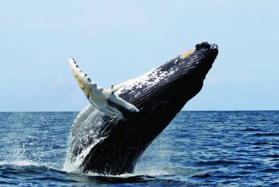 Santuarios para admirar ballenas en Baja California Sur