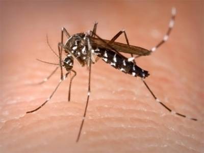 Sonora emite alerta por epidemia de dengue; suman 5 mil casos