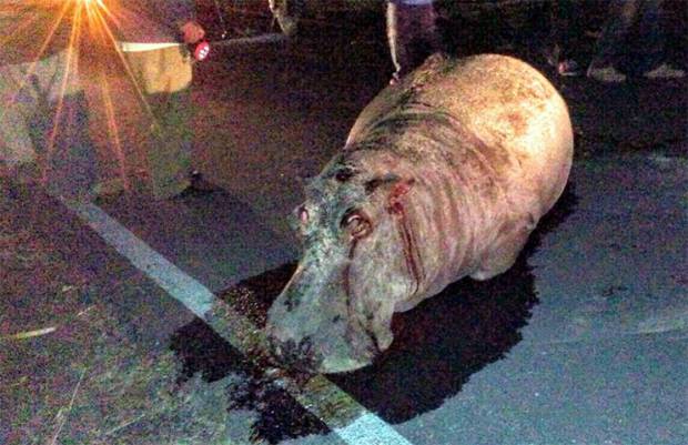Hipopótamo de alcalde poblano muere atropellado en carretera
