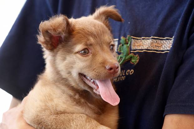 Rescatan a perros comercializados en el tianguis de Analco