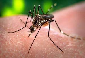 Acatlán e Izúcar, con riesgo del virus del Zika: Secretaría de Salud