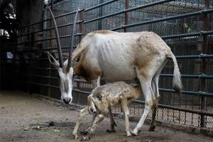 Profepa aprueba “cuidado” de 201 animales en zoológico de Tehuacán