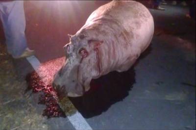 Profepa sanciona a dueño de hipopótamo atropellado en carretera