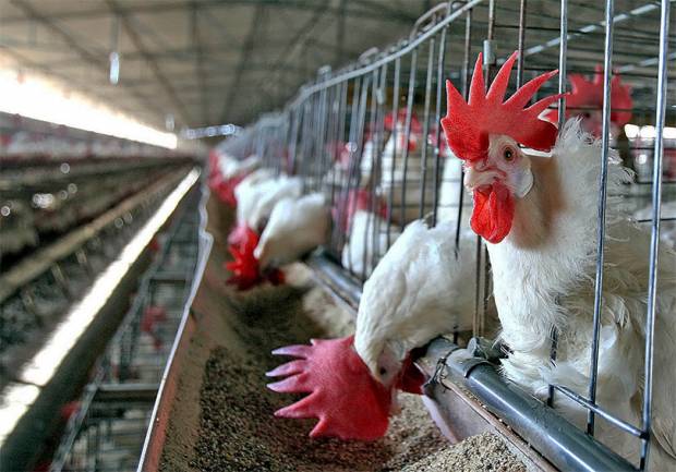 México suspende importación de carne de res y pollo de Brasil