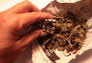 Cofepris rechaza 151 solicitudes para uso recreativo de la mariguana