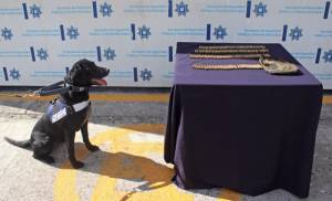Detecta Policía Canina 158 cartuchos útiles en la CAPU