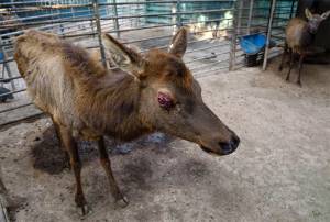 FOTOS: Persiste maltrato contra ejemplares del Club de los Animalitos de Tehuacán