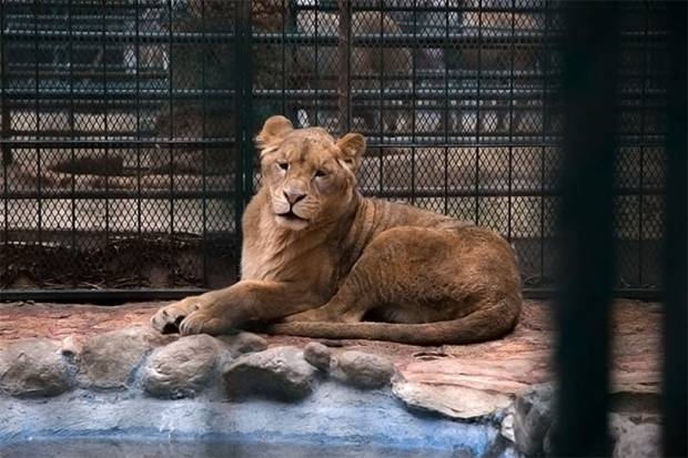 Activistas exigen el cierre definitivo de “El Club de los Animalitos”