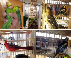 Profepa decomisa 9 aves en Puebla por no acreditar procedencia