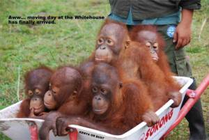 Alcalde de Pennsylvania compara a los Obama con orangutanes