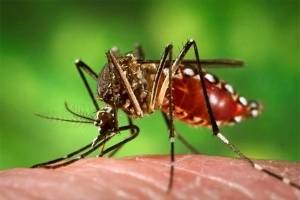 Detectan primer caso de virus Zika en México, primo del dengue