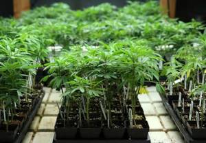 Senado pospone discusión sobre legalización de la mariguana