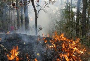 Puebla, entre los 10 estados con más incendios forestales en 2015