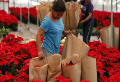 Puebla, tercer productor de flor de nochebuena en México