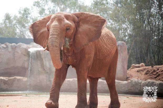 Elefanta aventó piedra y mató a una niña en zoológico de Marruecos