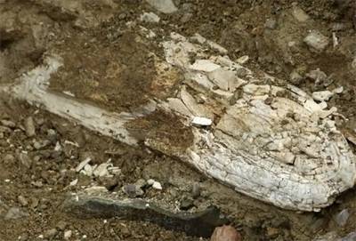 Hallan colmillo de mamut en San Juan Raya, Puebla, reino de los fósiles