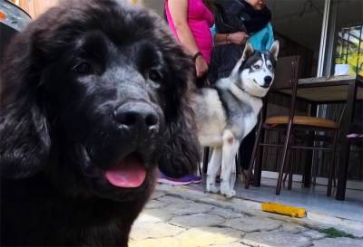 En Puebla la primer cafetería para ti y tu mascota