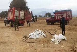 Ejército y policía aseguran diésel robado en Tlalancaleca;  niegan balacera
