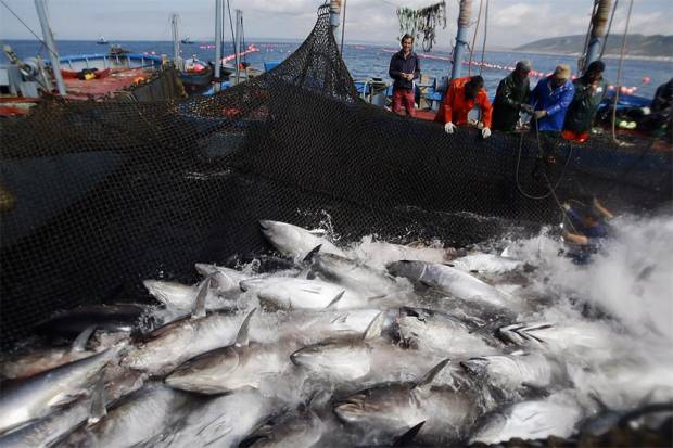 México podrá sancionar a EU en “guerra” por el atún: OMC