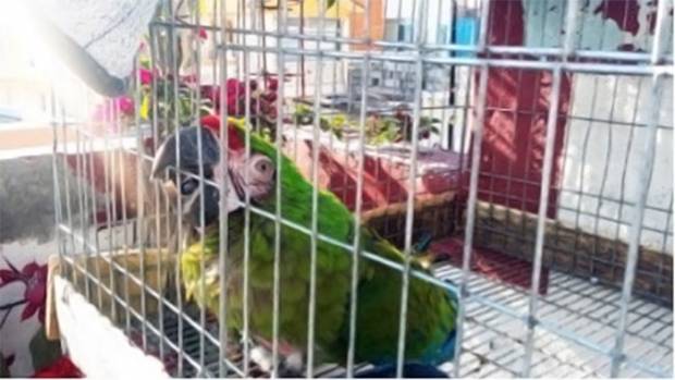 Profepa decomisa en Puebla 24 aves tropicales en peligro de extinción