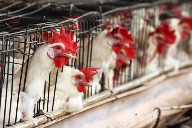 Senasica reporta brote de gripe aviar en granja de Tepanco, Puebla