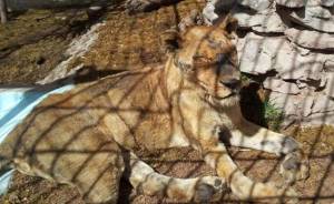 Fallece leona en zoo de Chapultepec por tumor cancerígeno