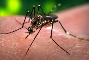 Suman 28 casos de Zika en Puebla; ocho son embarazadas